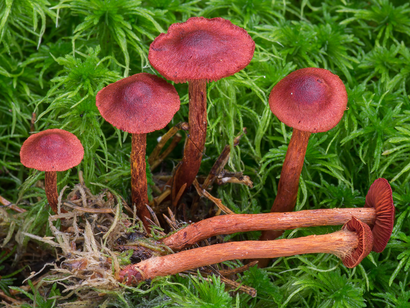 Cortinarius sanguineus